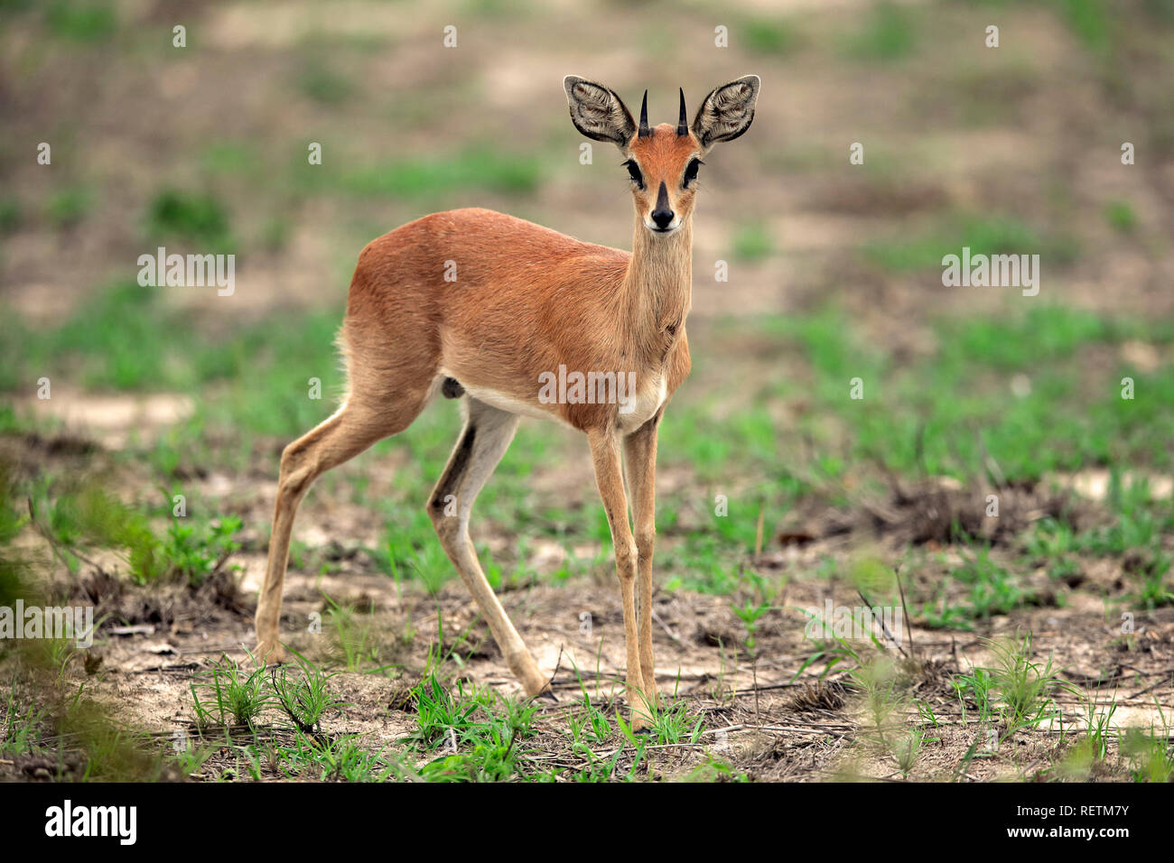 Steenbok, maschio adulto, Kruger Nationalpark, Sud Africa, Africa (Raphicerus campestris) Foto Stock