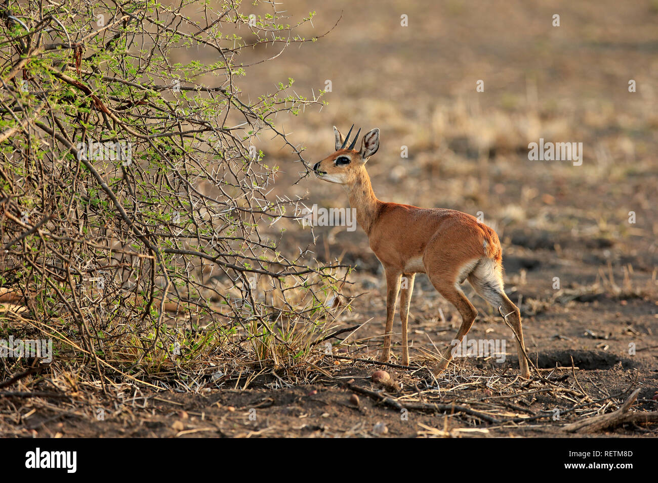 Steenbok, maschio adulto, Kruger Nationalpark, Sud Africa, Africa (Raphicerus campestris) Foto Stock