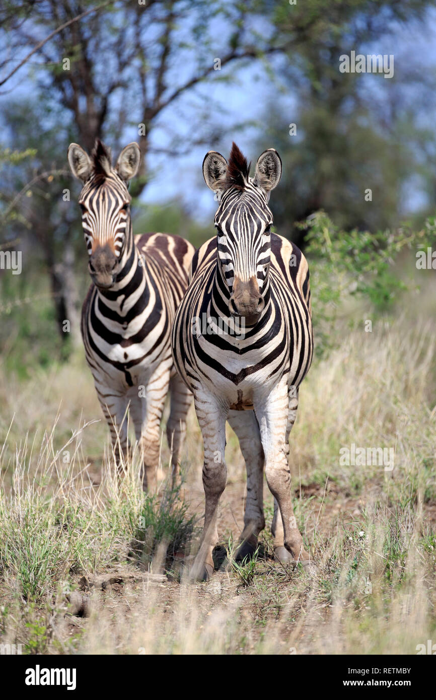 Le pianure zebre, Kruger Nationalpark, Sud Africa, Africa (Equus quagga burchelli) Foto Stock