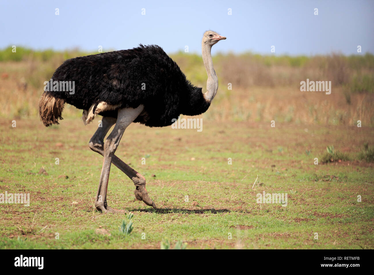 Struzzo Sudafricano, maschio adulto, Kruger Nationalpark, Sud Africa, Africa (Struthio camelus australis) Foto Stock