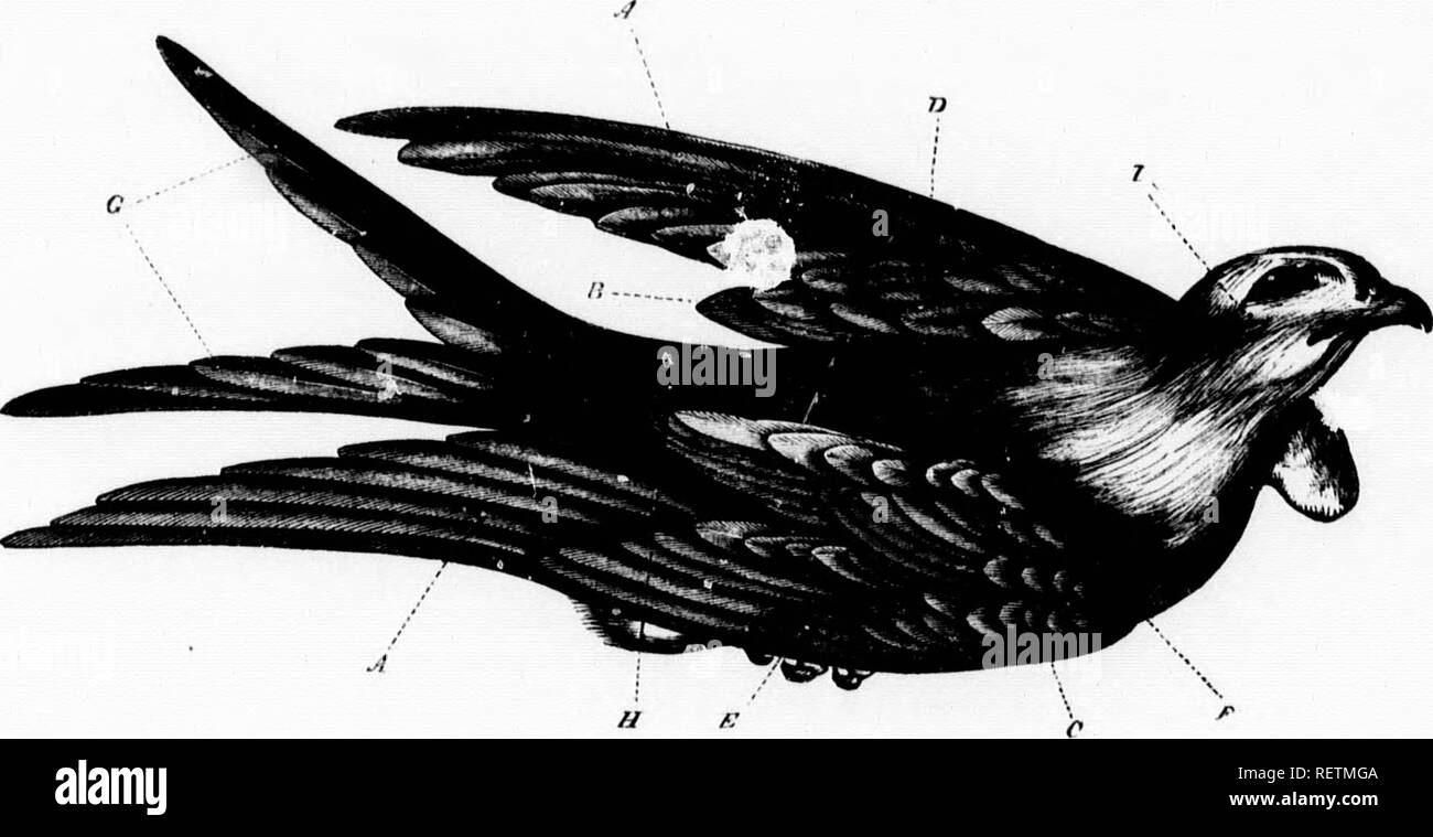 . L'illustrato Storia naturale [microformati]. Gli uccelli; Storia Naturale; Oiseaux; Sciences Naturelles. 3 del parafango è bo visibile da icen che dieci di ID per la mano eginning alla loro forma e tanza, essi sono •le, il passero, infT e immersione 1 in the eagles, ble del superamento inge, il volo egli struzzi, la hich può liardly ijuence ridotto 1" secondari." ich sono imper- oots, che sono il gomito dell'uomo. in alcuni bird.s d cospicua, quella parte della come plovers, ala. In } sono molto ? Che coprono il te distinto da ssume diverse le natura del suo dorato dell'uccello Foto Stock