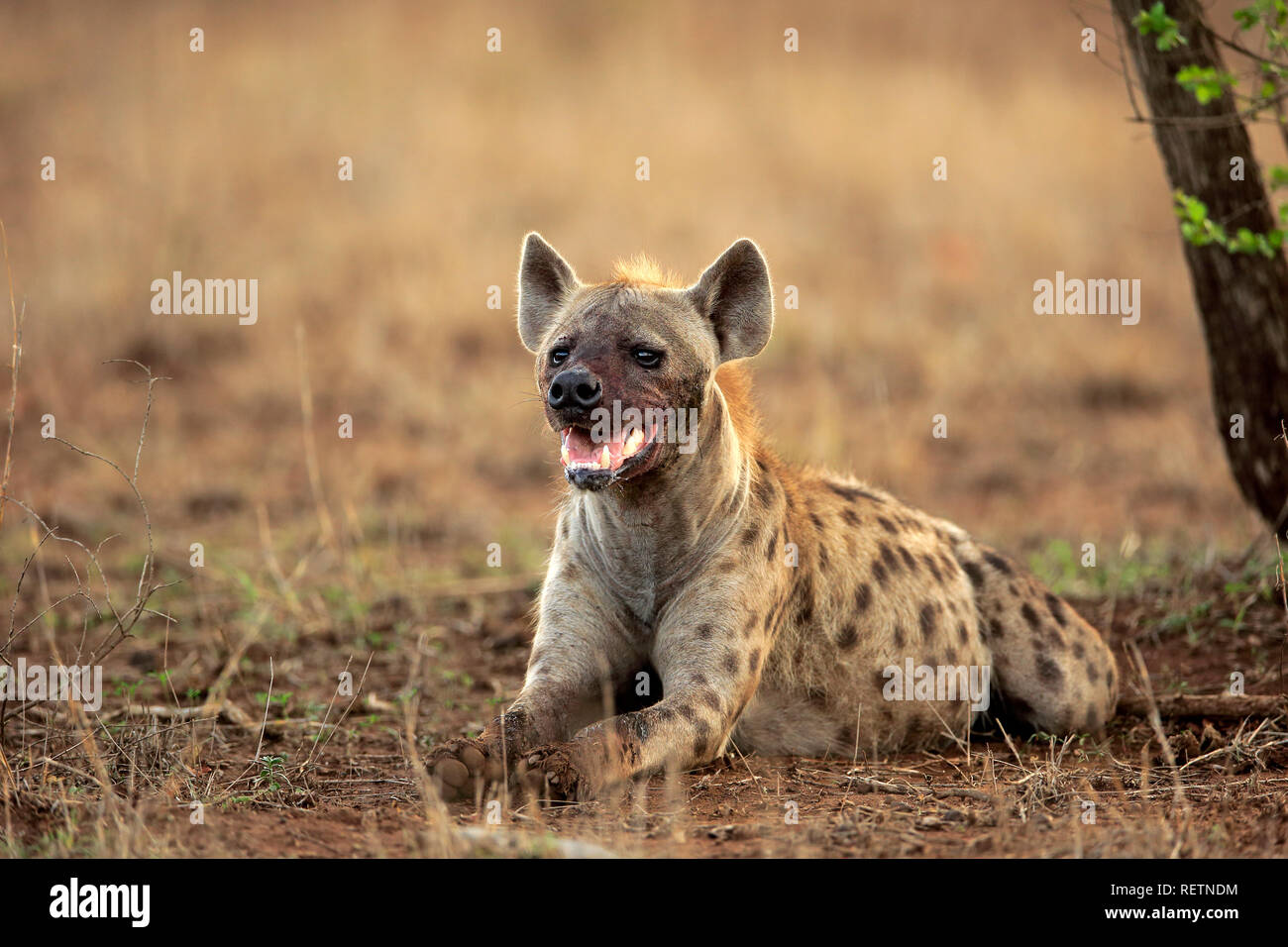 Avvistato iena, Kruger Nationalpark, Sud Africa, Africa (Crocuta crocuta) Foto Stock