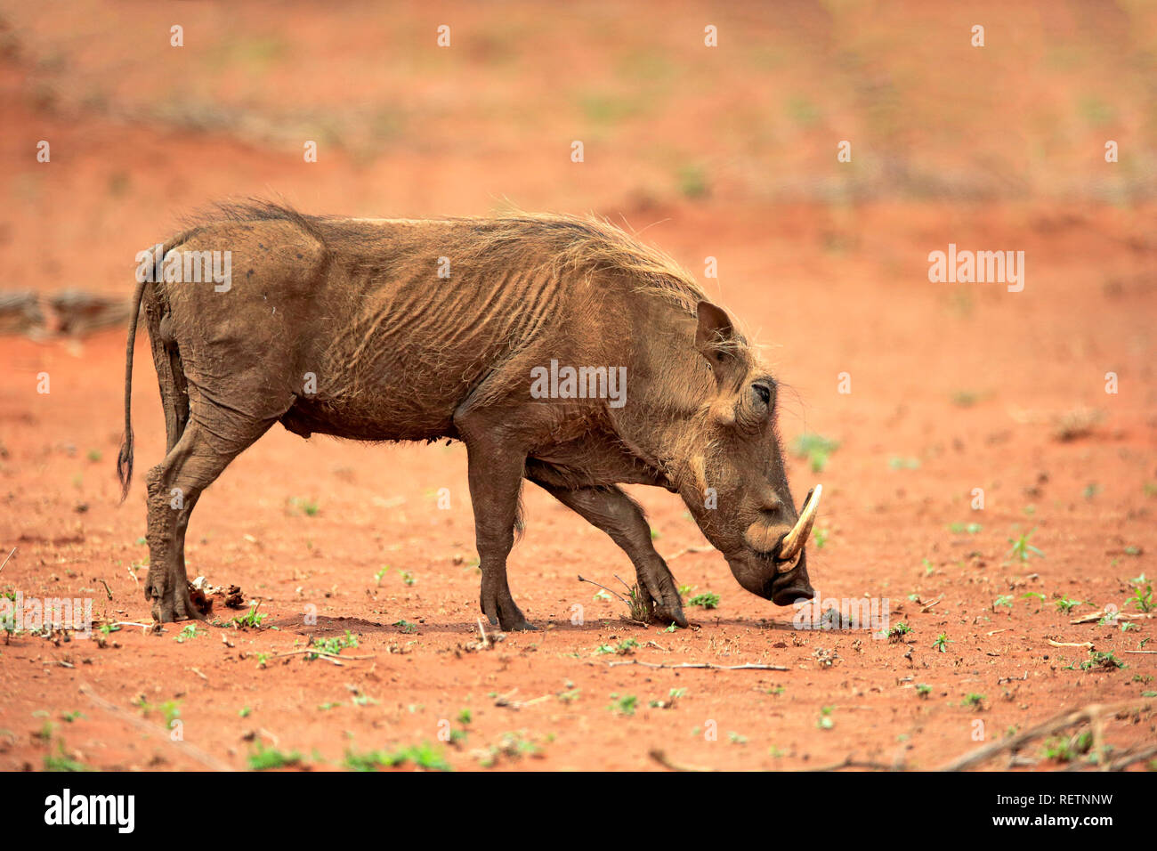 Warthog, Kruger Nationalpark, Sud Africa, Africa (Phacochoerus aethiopicus) Foto Stock