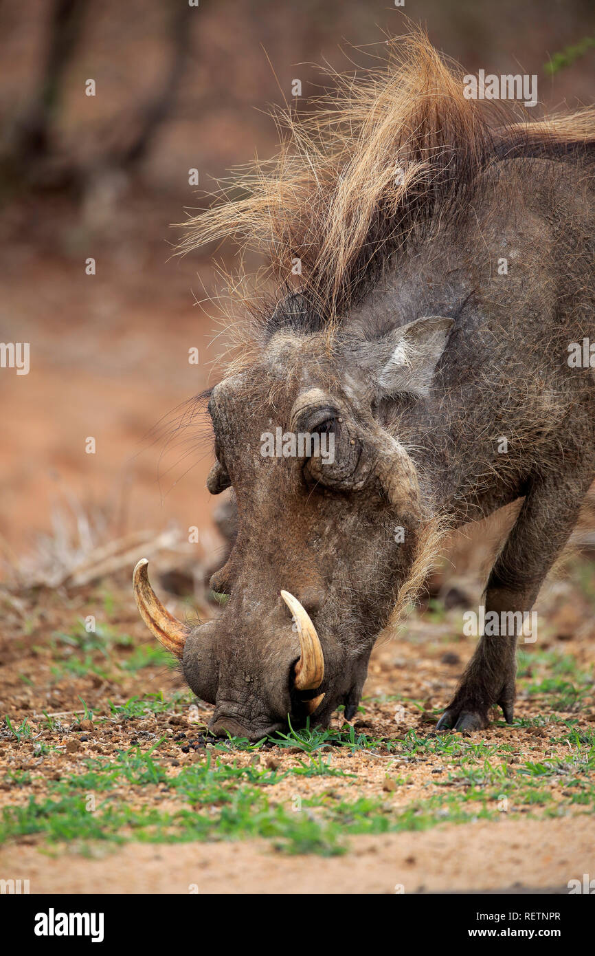 Warthog, Kruger Nationalpark, Sud Africa, Africa (Phacochoerus aethiopicus) Foto Stock