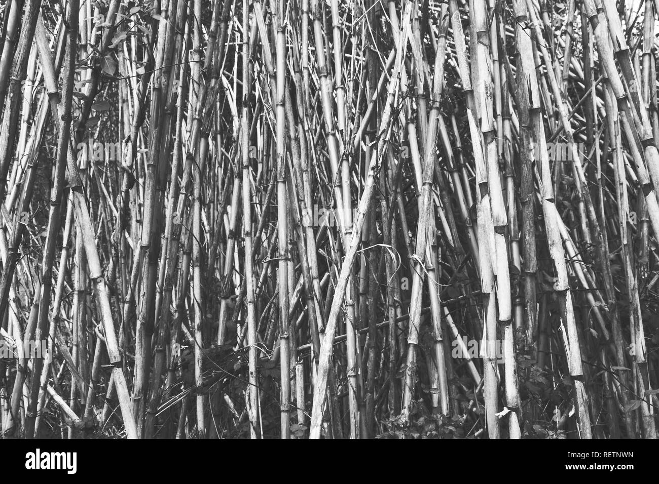Dry 'Arundo donax", comune della canna da zucchero in bianco e nero Foto Stock