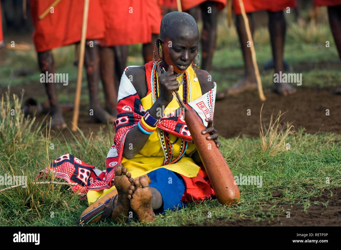 Masai donna preparando la tradizionale sangue bovino e bevanda di latte, il Masai Mara, Kenya, Africa orientale Foto Stock