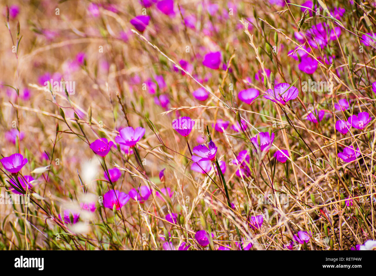 Clarkia Rubicunda (addio a molla, arrossate clarkia, Rubino calice clarkia) fiori selvatici che sbocciano in un campo tra erba secca sulle colline del sud Foto Stock
