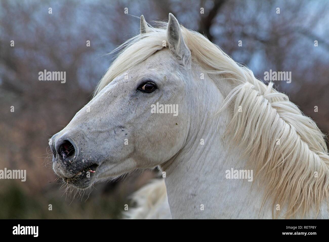 Cavalli Camargue, Camargue, Bouches du Rhône, Francia Foto Stock