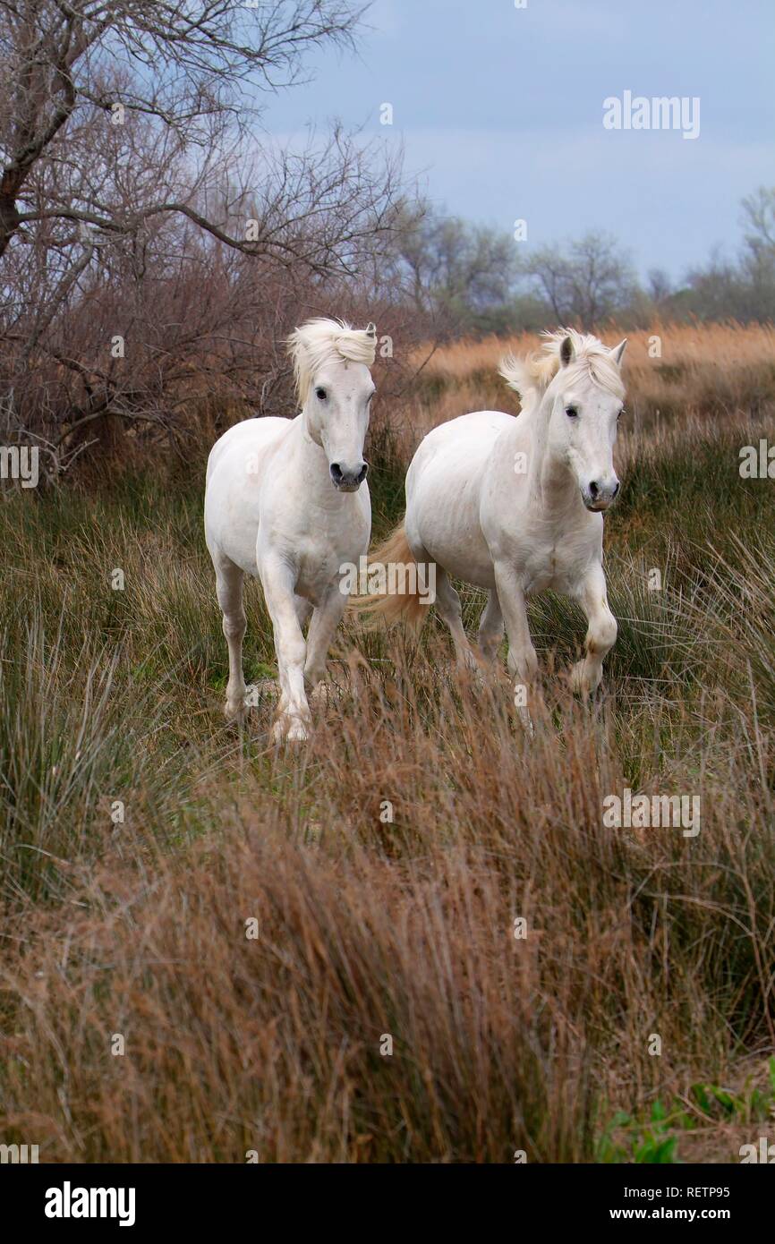 Cavalli Camargue, Camargue, Bouches du Rhône, Francia Foto Stock