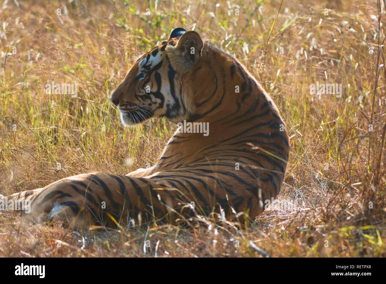 Tigre del Bengala (Panthera tigris tigris), il Parco Nazionale di Kanha, Madhya Pradesh, India Foto Stock
