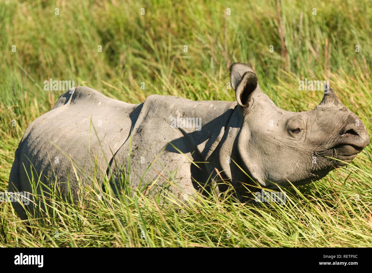 Il rinoceronte indiano (Rhinoceros unicornis) o grande one-corno di rinoceronte, in via di estinzione, il Parco Nazionale di Kaziranga, Assam, India Foto Stock