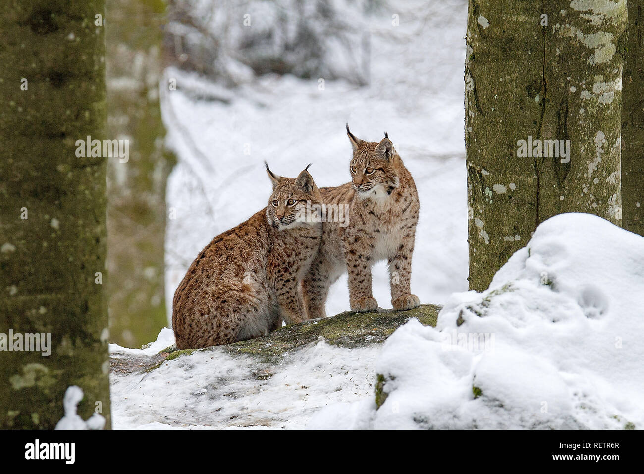 Due Linx sulla neve Foto Stock