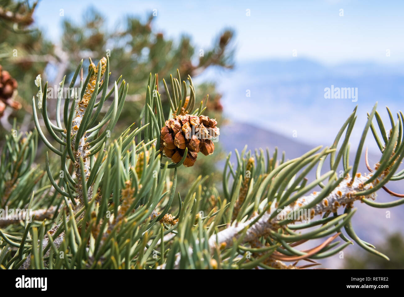 Cono di pino e di aghi, Parco Nazionale della Valle della Morte, California Foto Stock