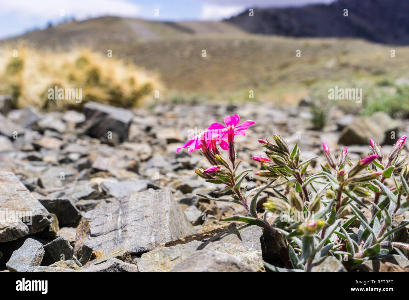 Deserto freddo (phlox Phlox stansburyi) crescita ad alta altitudine, nelle montagne del Parco Nazionale della Valle della Morte, California Foto Stock