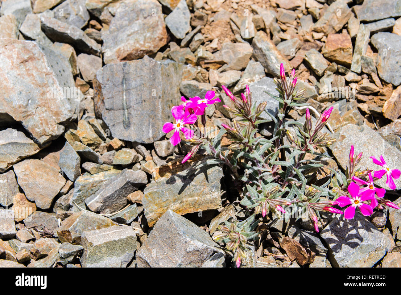 Deserto freddo (phlox Phlox stansburyi) crescita ad alta altitudine, nelle montagne del Parco Nazionale della Valle della Morte, California Foto Stock