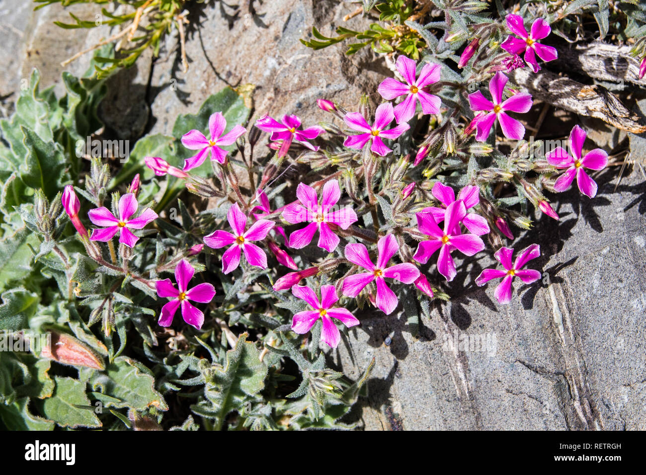 Deserto freddo (phlox Phlox stansburyi) crescita ad alta altitudine, nelle montagne del Parco Nazionale della Valle della Morte, California Foto Stock