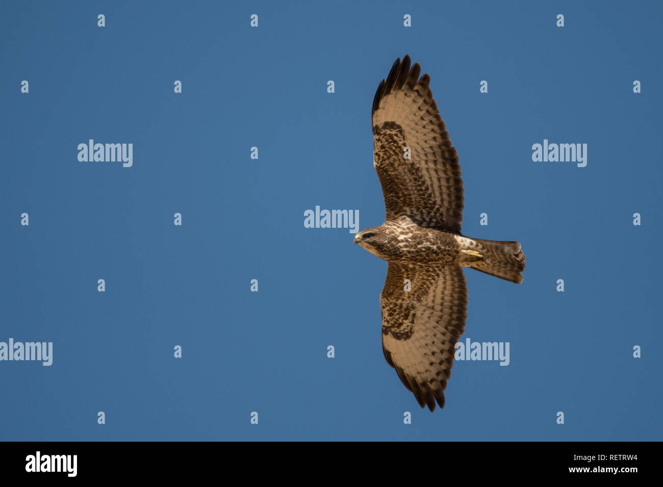 Silhouette di un uccello da preda su uno sfondo di cielo blu. Steppa Poiana / Buteo buteo vulpinus Foto Stock