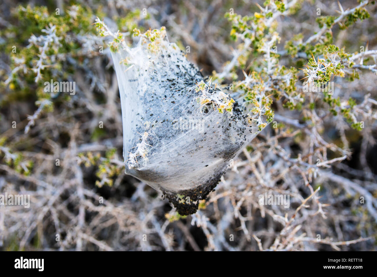 Western tenda bruchi (Malacosoma californicum) nel Parco Nazionale della Valle della Morte, California Foto Stock