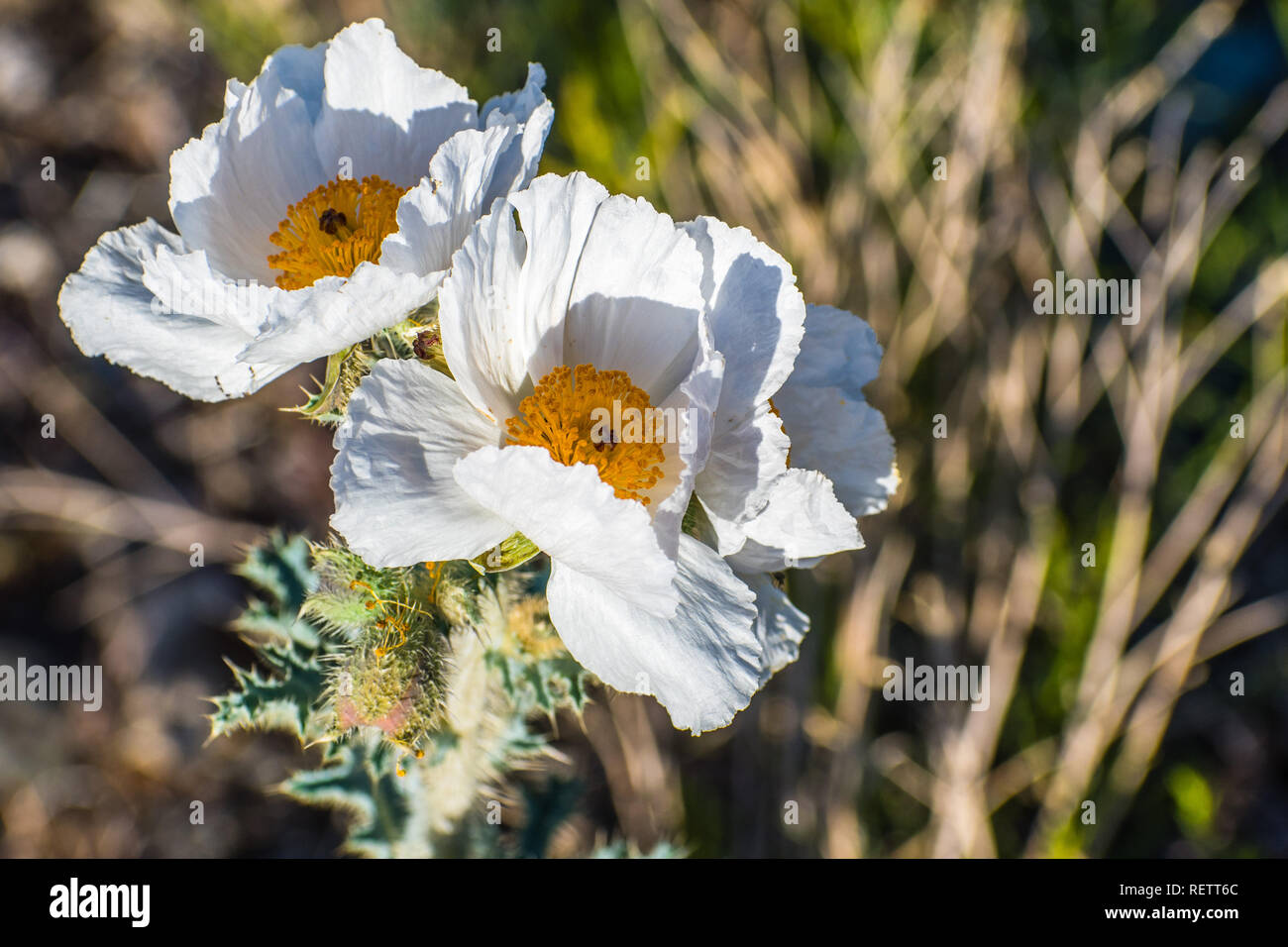 Close up di papavero coccolone (Argemone munita) cresce nel Panamint Range, Parco Nazionale della Valle della Morte, California Foto Stock