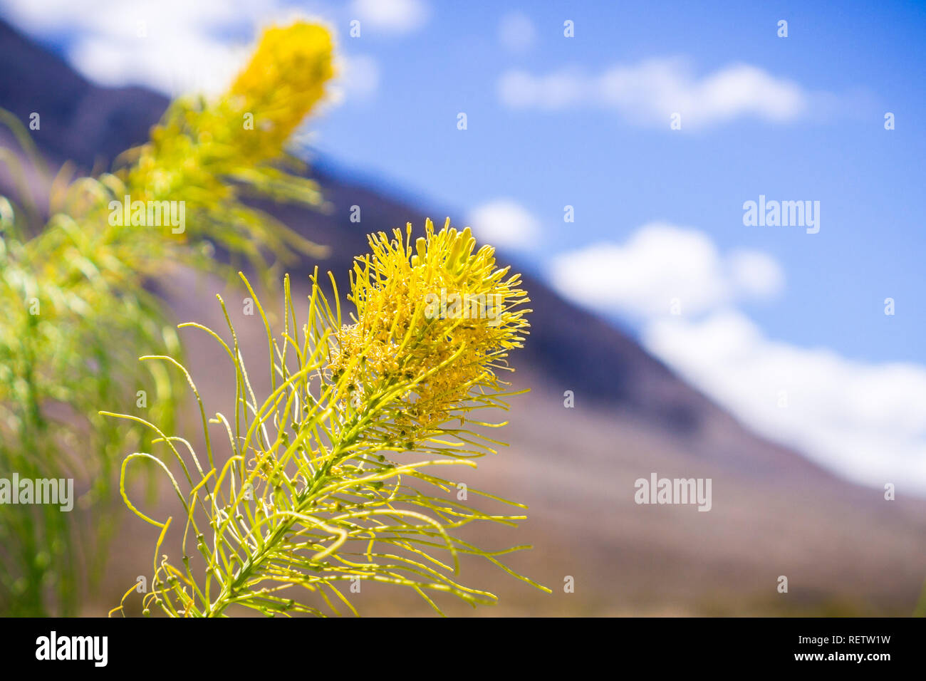 Principe plume (Stanleya pinnata) in fiore nel parco nazionale della Valle della Morte, California Foto Stock