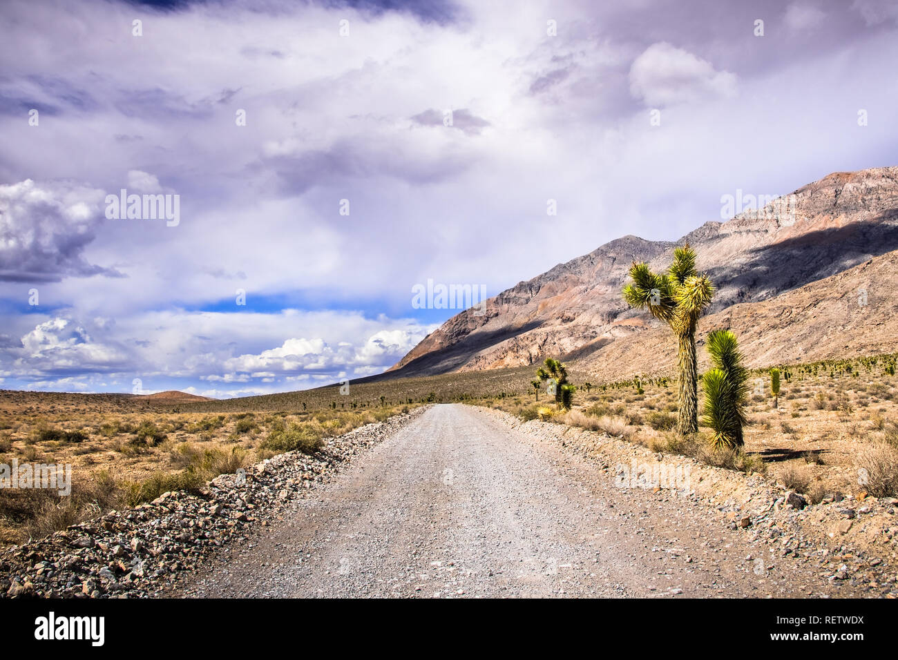 Joshua alberi che crescono sul lato di una strada sterrata attraverso una zona remota del Parco Nazionale della Valle della Morte, California Foto Stock
