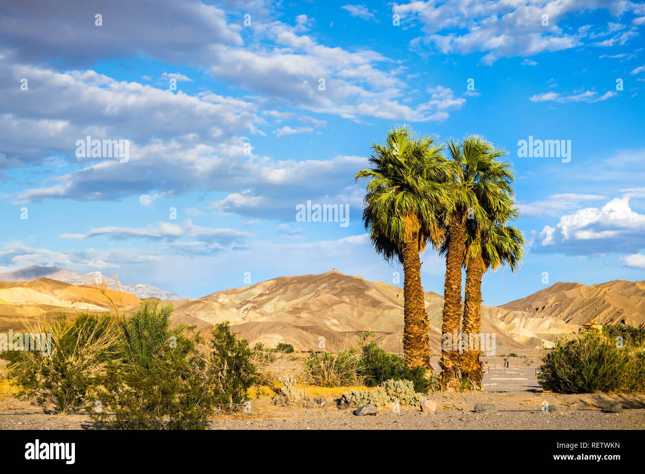 Un gruppo di palme su una montagna e cielo azzurro sfondo, Furnace Creek, il Parco Nazionale della Valle della Morte, California Foto Stock