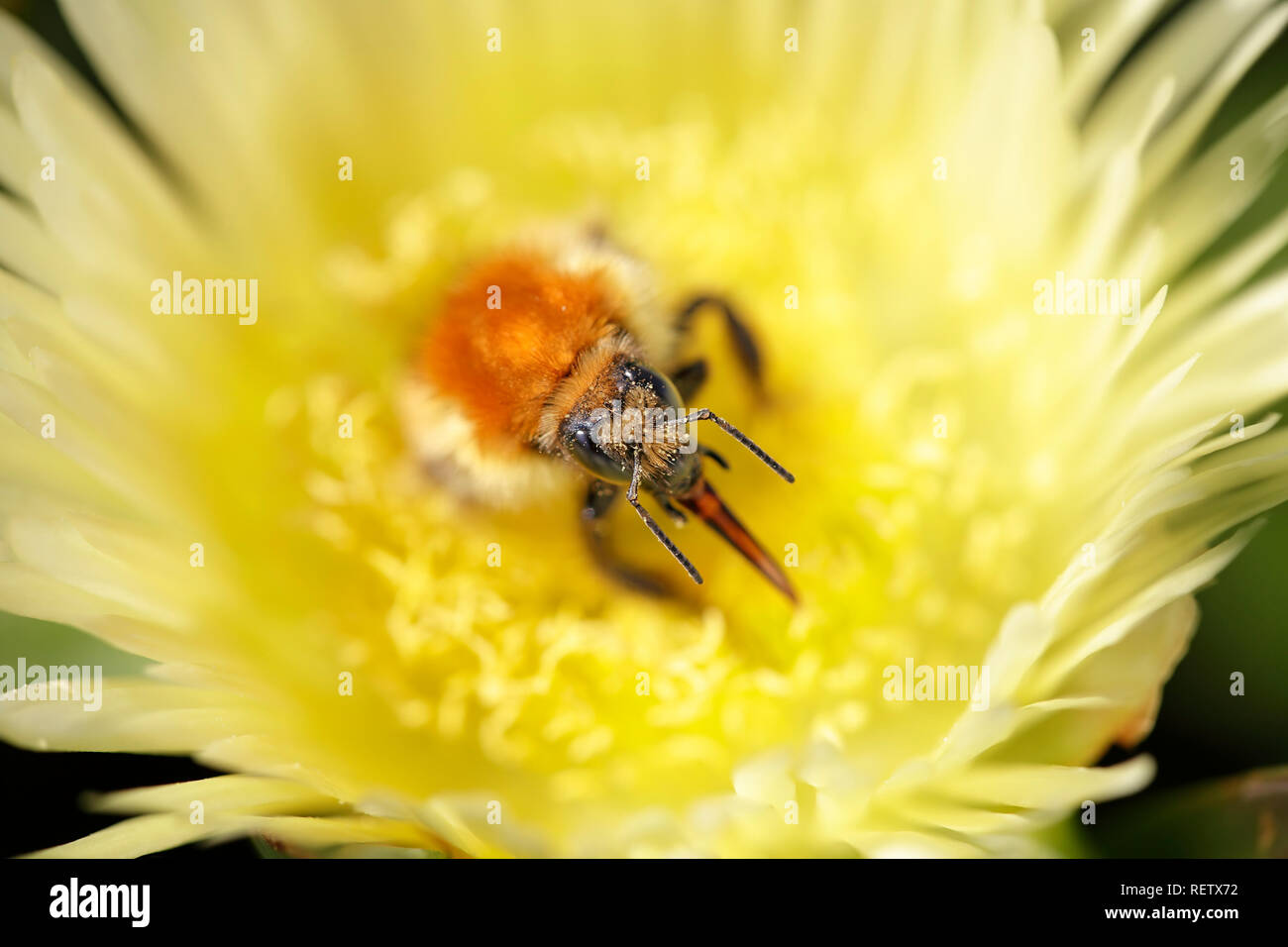 Bumblebee succhiare il polline di un fiore giallo. DOF poco profondo. Foto Stock