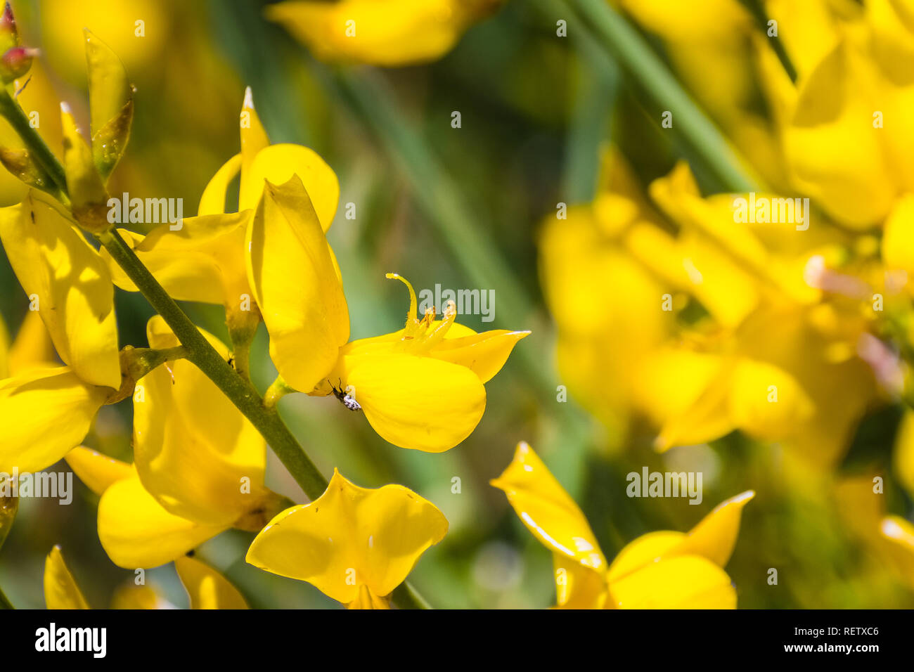 Close up di ginestra odorosa (scopa spagnola) Fiori, una pianta mediterranea, fioritura nelle montagne di Los Angeles National Forest, in California dove Foto Stock