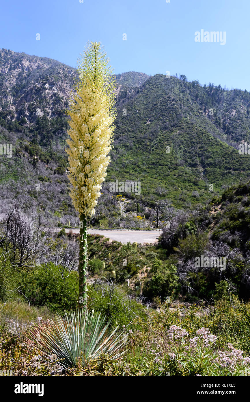 Chaparral Yucca (Hesperoyucca whipplei) che fiorisce in montagna, Angeles National Forest; Los Angeles County, California Foto Stock