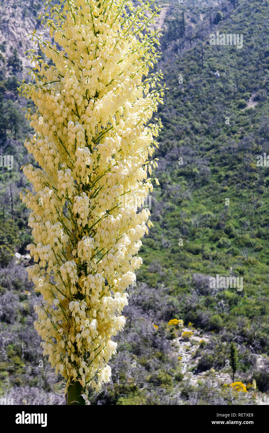 Chaparral Yucca (Hesperoyucca whipplei) che fiorisce in montagna, Angeles National Forest; Los Angeles County, California Foto Stock