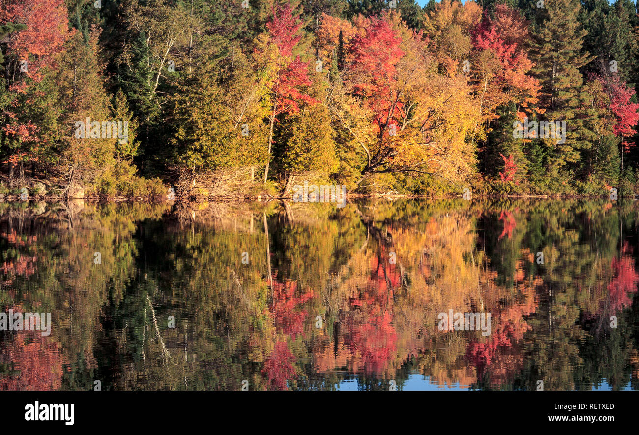La luce del sole proietta un caldo autunno candelette su una patch di alberi da un lago nel nord Ontario, Canada Foto Stock