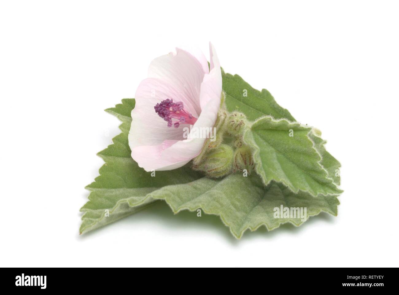 Altea (Althaea officinalis), pianta medicinale Foto Stock
