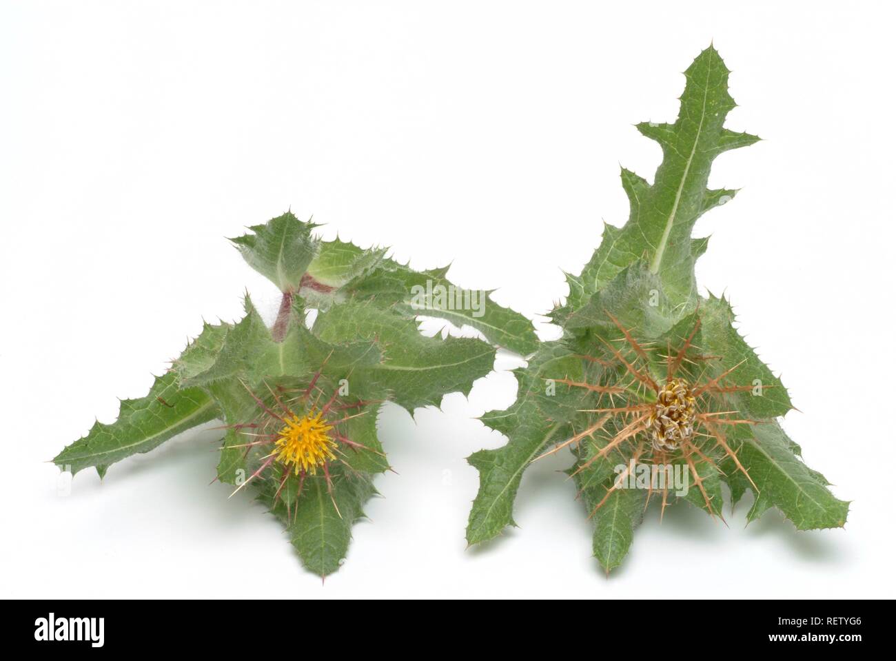 Beato Thistle (Cnicus benedictus), pianta medicinale Foto Stock