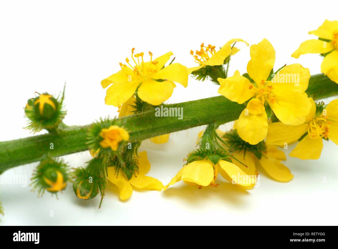 Sticklewort (Agrimonia eupatoria), pianta medicinale Foto Stock