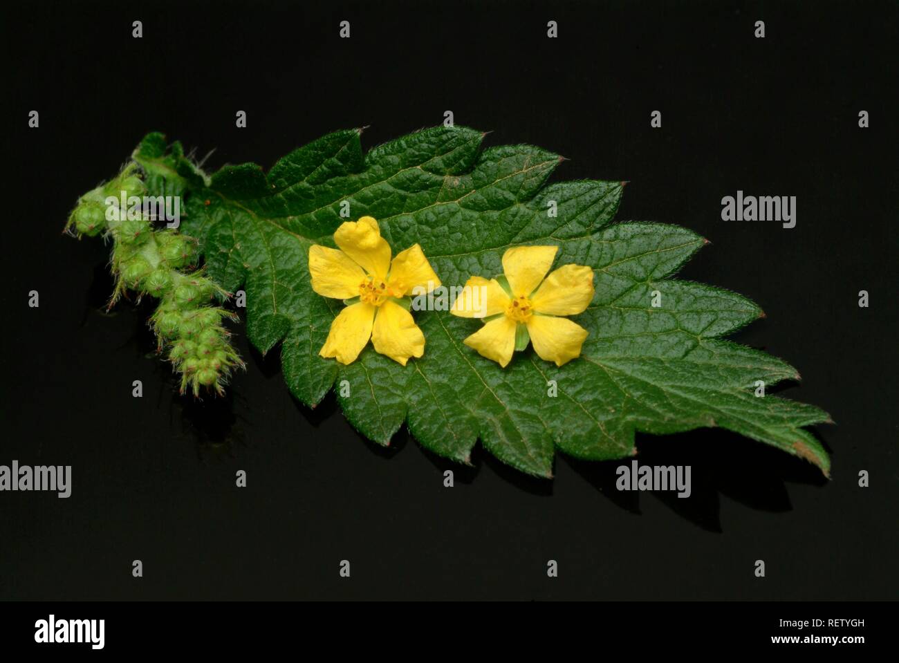 Sticklewort (Agrimonia eupatoria), pianta medicinale Foto Stock