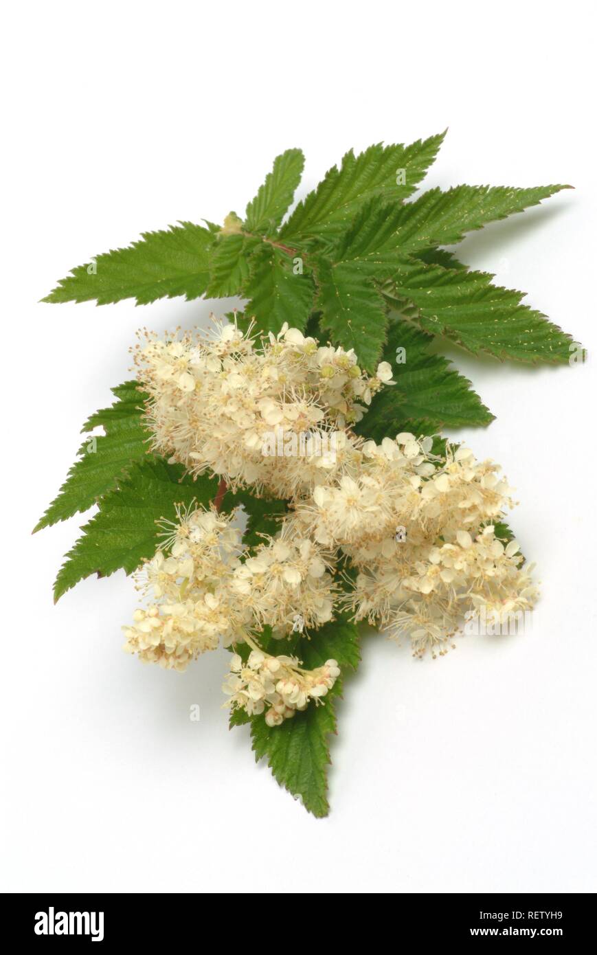 Olmaria (Filipendula ulmaria), pianta medicinale Foto Stock