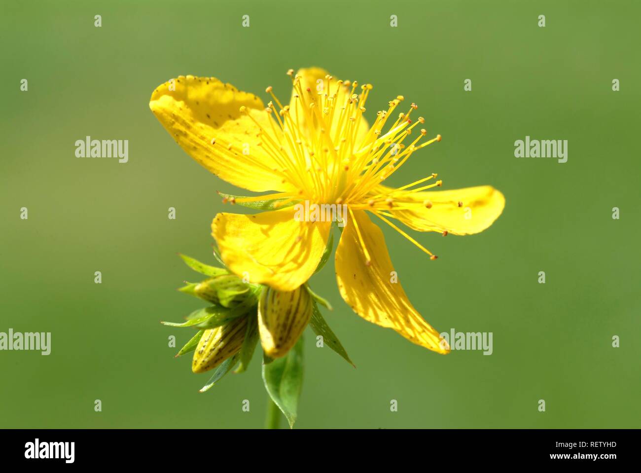 Erba di San Giovanni (Hypericum perforatum), fiori, piante medicinali Foto Stock