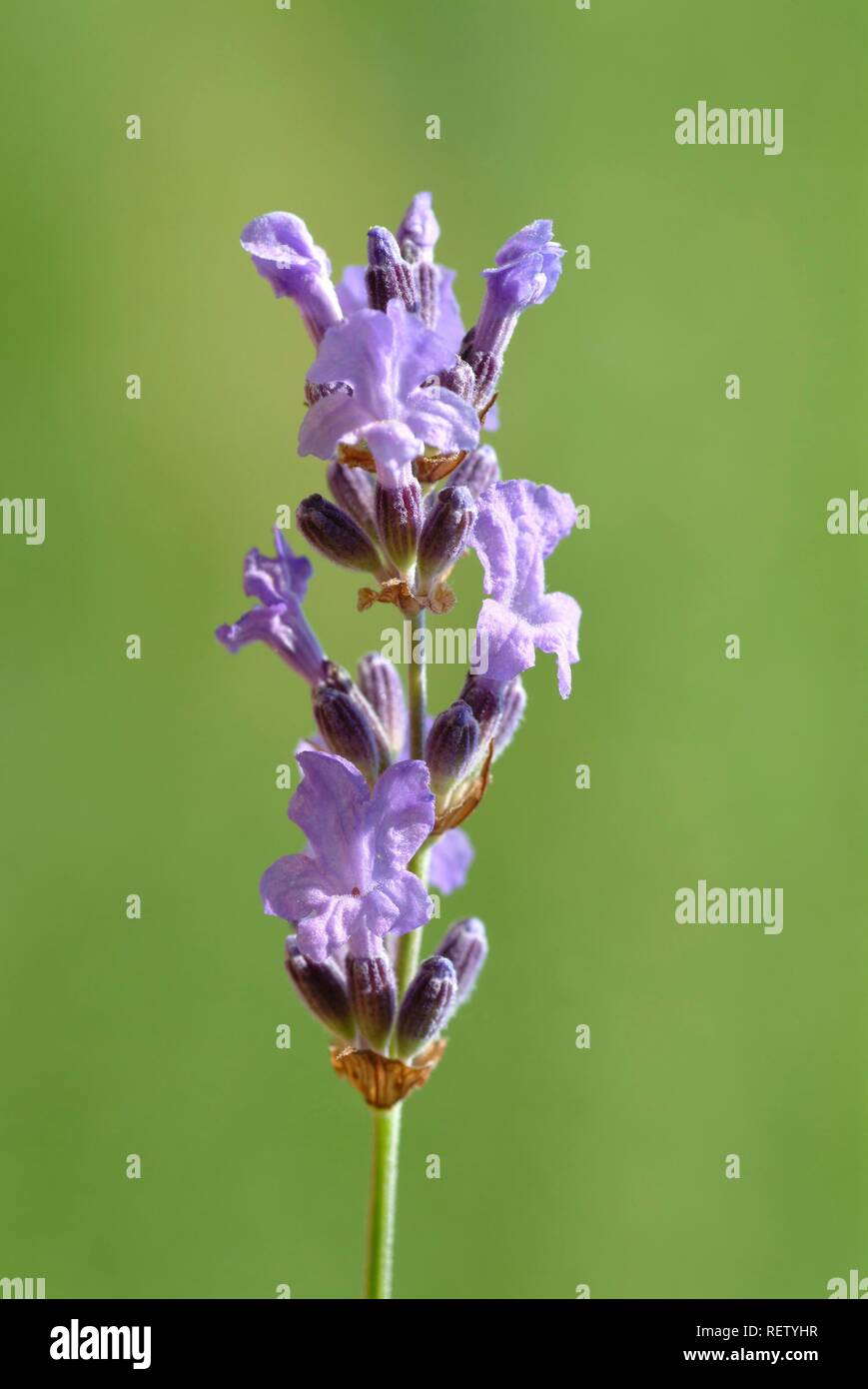 Lavanda comune (Lavendula officinalis, vulgaris, angustifolia), pianta medicinale Foto Stock