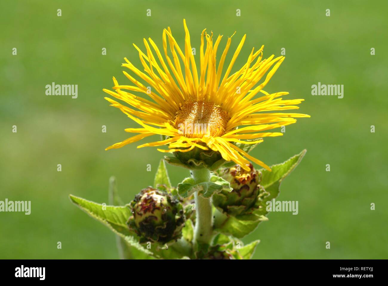 Cavallo-guarire (Inula helenium), fiori, piante medicinali Foto Stock