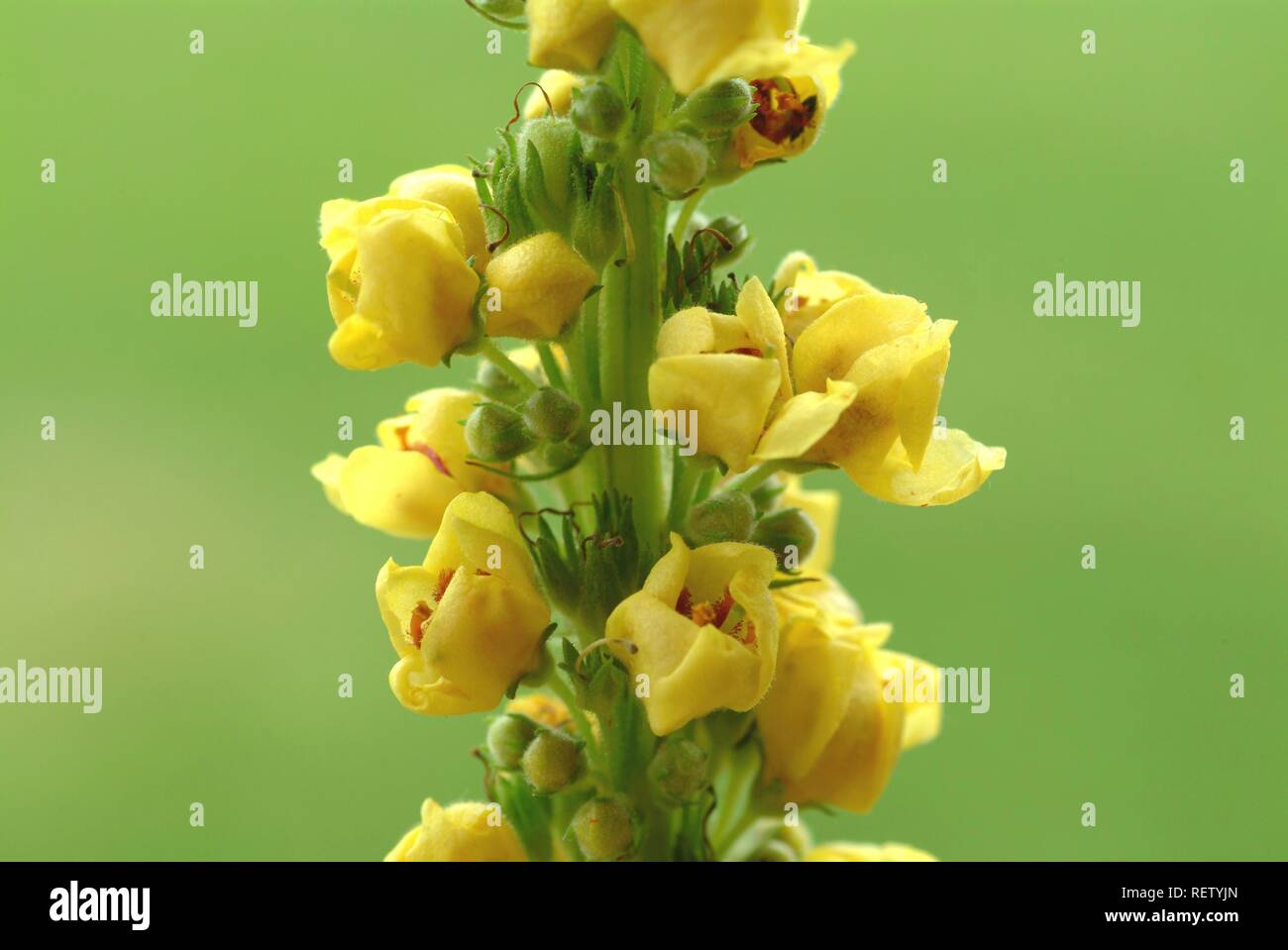Mullein scuro (Molène nigrum), pianta medicinale Foto Stock