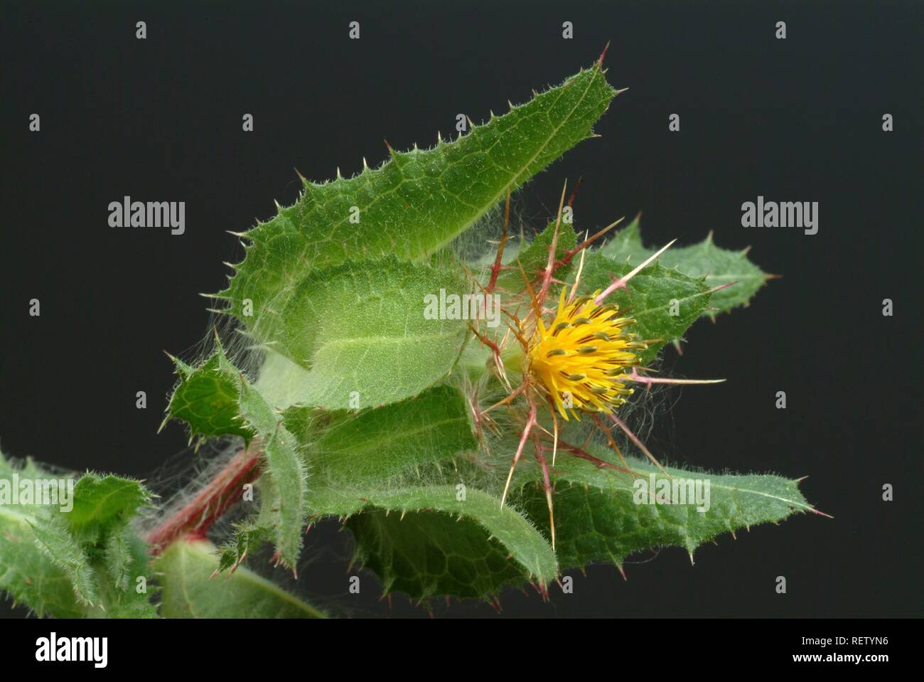 Beato Thistle (Cnicus benedictus), pianta medicinale Foto Stock