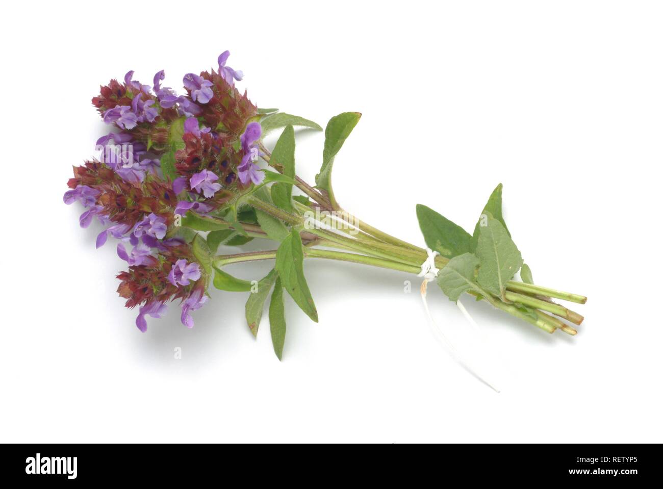 Con Autocorrezione comune (prunella vulgaris), pianta medicinale Foto Stock