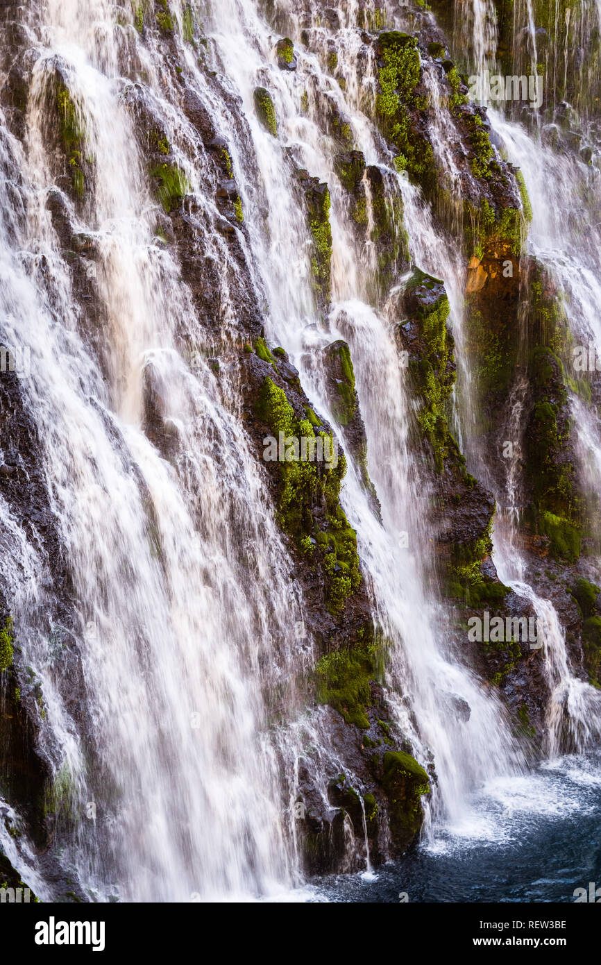 Close up di McArthur-Burney cade in Shasta Foresta Nazionale, la California del nord Foto Stock