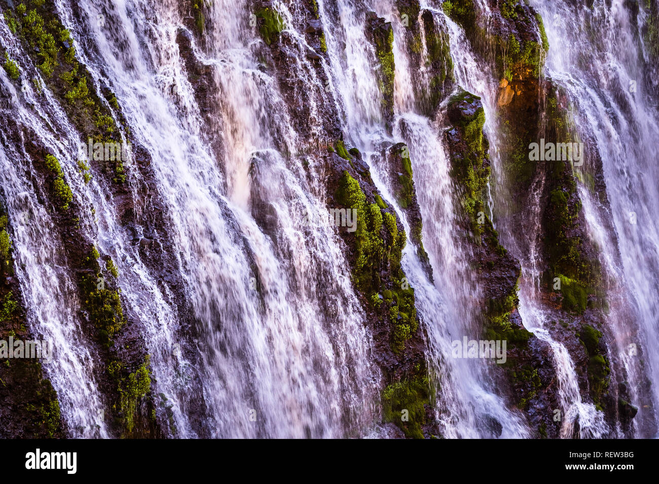 Close up di McArthur-Burney cade in Shasta Foresta Nazionale, la California del nord Foto Stock