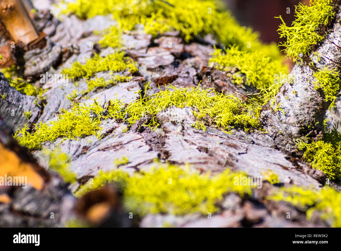 Lupo Lichen (Letharia vulpina) che cresce sulla corteccia di alberi di pino nel Parco Nazionale vulcanico di Lassen, California settentrionale Foto Stock