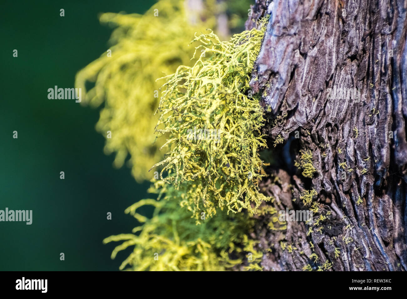 Lupo Lichen (Letharia vulpina) che cresce sulla corteccia di alberi di pino nel Parco Nazionale vulcanico di Lassen, California settentrionale Foto Stock