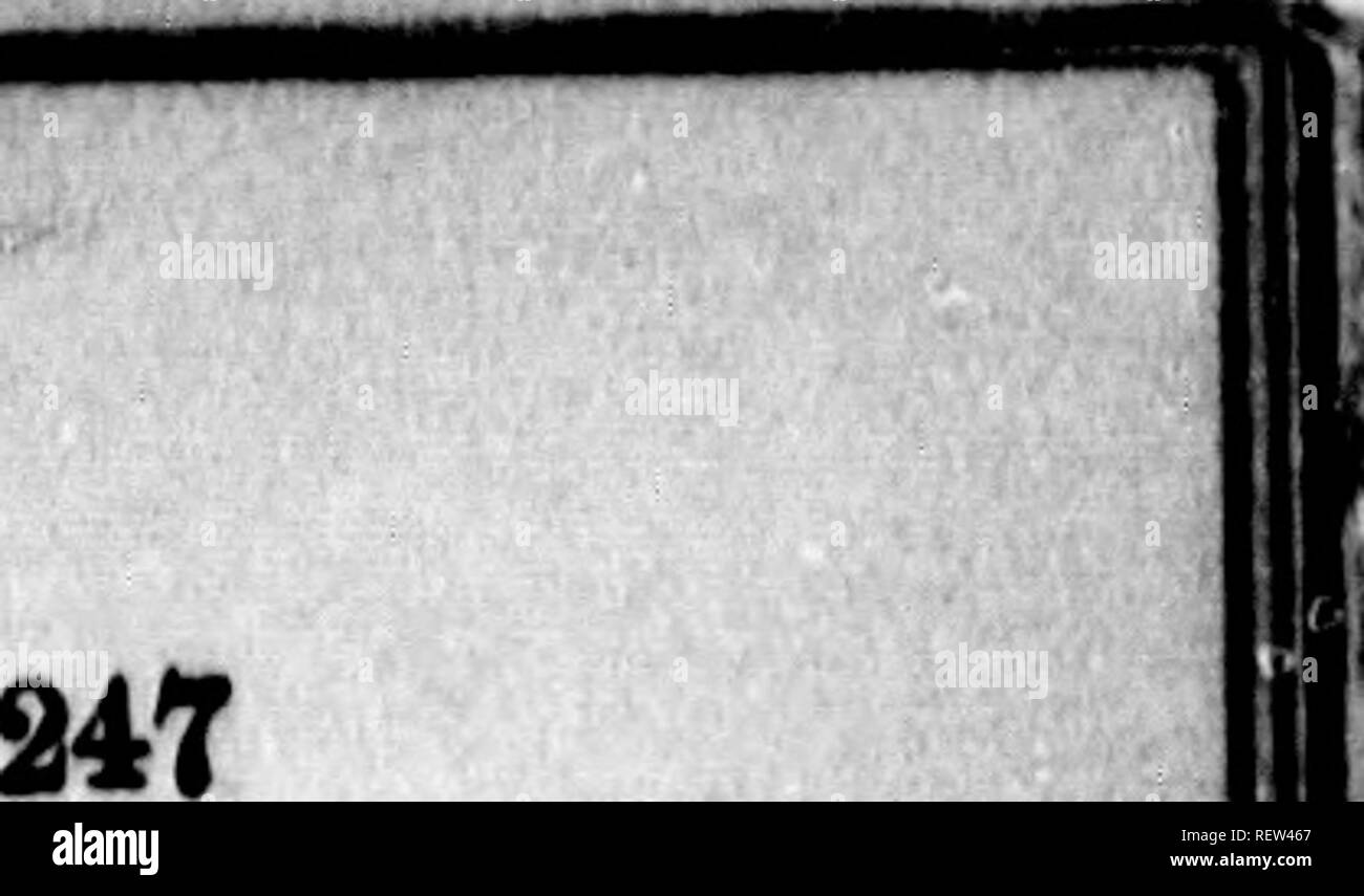 . Il cane in salute e in malattia [microformati] : comprese la sua origine, storia, varietà, allevamento, l'istruzione e la gestione generale in materia di salute, e il suo trattamento in malattia. Cani; i cani; Chiens; Chiens. AV). ; /, MoendlnK cokm; , grande omento ; fe, meaenteric aiteiy; S, >; 5, piccole nMMnteric affezioni della bocca. In effetti, quasi tutte le malattie dell'apparato digerente sono riconducibili alla cattiva gestione, che è uno dei rea- figli perché abbiamo dedicato tanta attenzione alla cura dei cani. I disturbi di questa regione e la loro conseguen- quences in perdita di "condizione" e especia Foto Stock