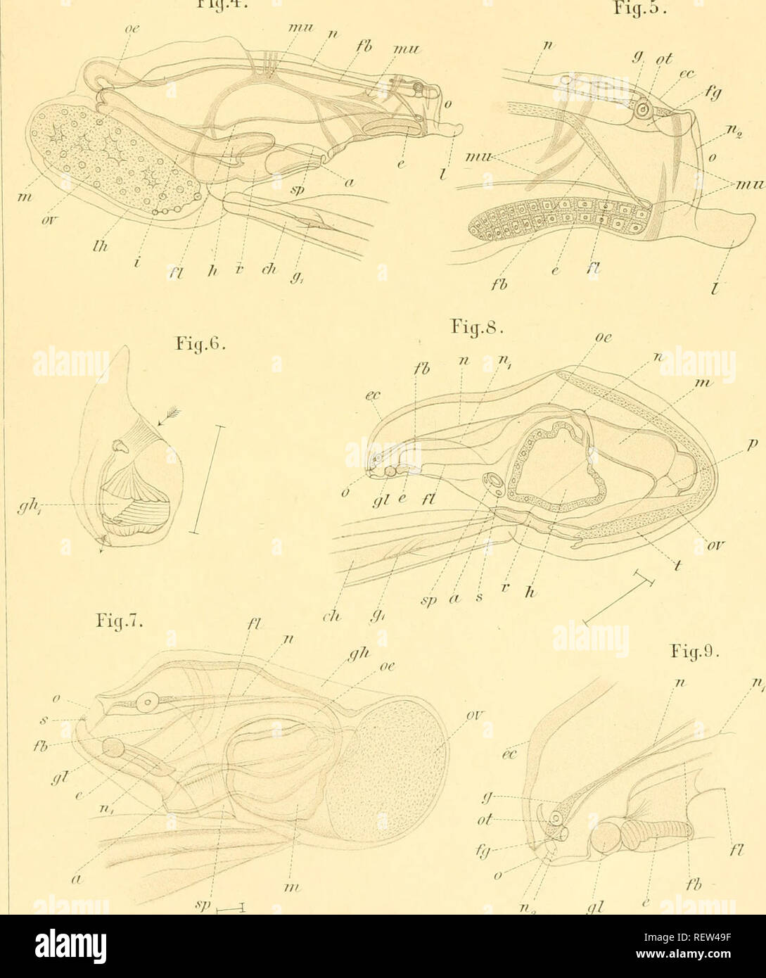 . Il dott. H.G. Bronn's Klassen und Ordnungen des Thier-Reichs : wissenschaftlich dargestellt in Wort und Bild. Zoologia. TigA. 7?, gl kv;-'.: Jii'ir.i = 'Eiiniii.Eri'c*leipzia.. Si prega di notare che queste immagini vengono estratte dalla pagina sottoposta a scansione di immagini che possono essere state migliorate digitalmente per la leggibilità - Colorazione e aspetto di queste illustrazioni potrebbero non perfettamente assomigliano al lavoro originale. Bronn, H. G. (Heinrich Georg), 1800-1862. Leipzig : C. F. Inverno Foto Stock