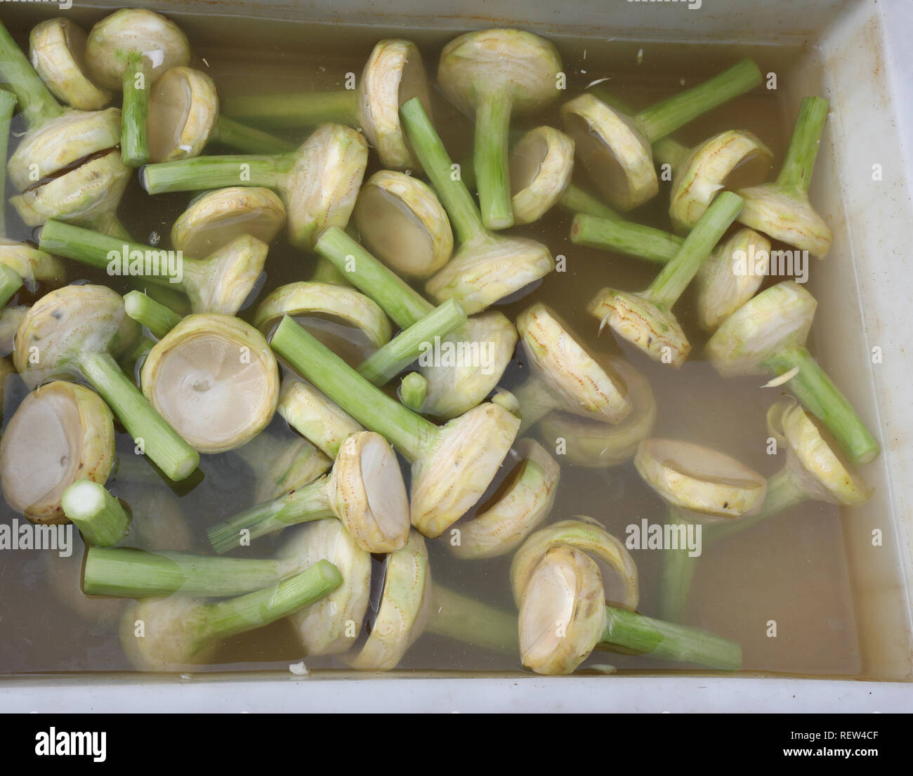 Molti gambi dei carciofi in acqua fredda pronto per essere ccucinati e mangiato in vendita nel negozio di generi alimentari in stallo al mercato ortofrutticolo Foto Stock