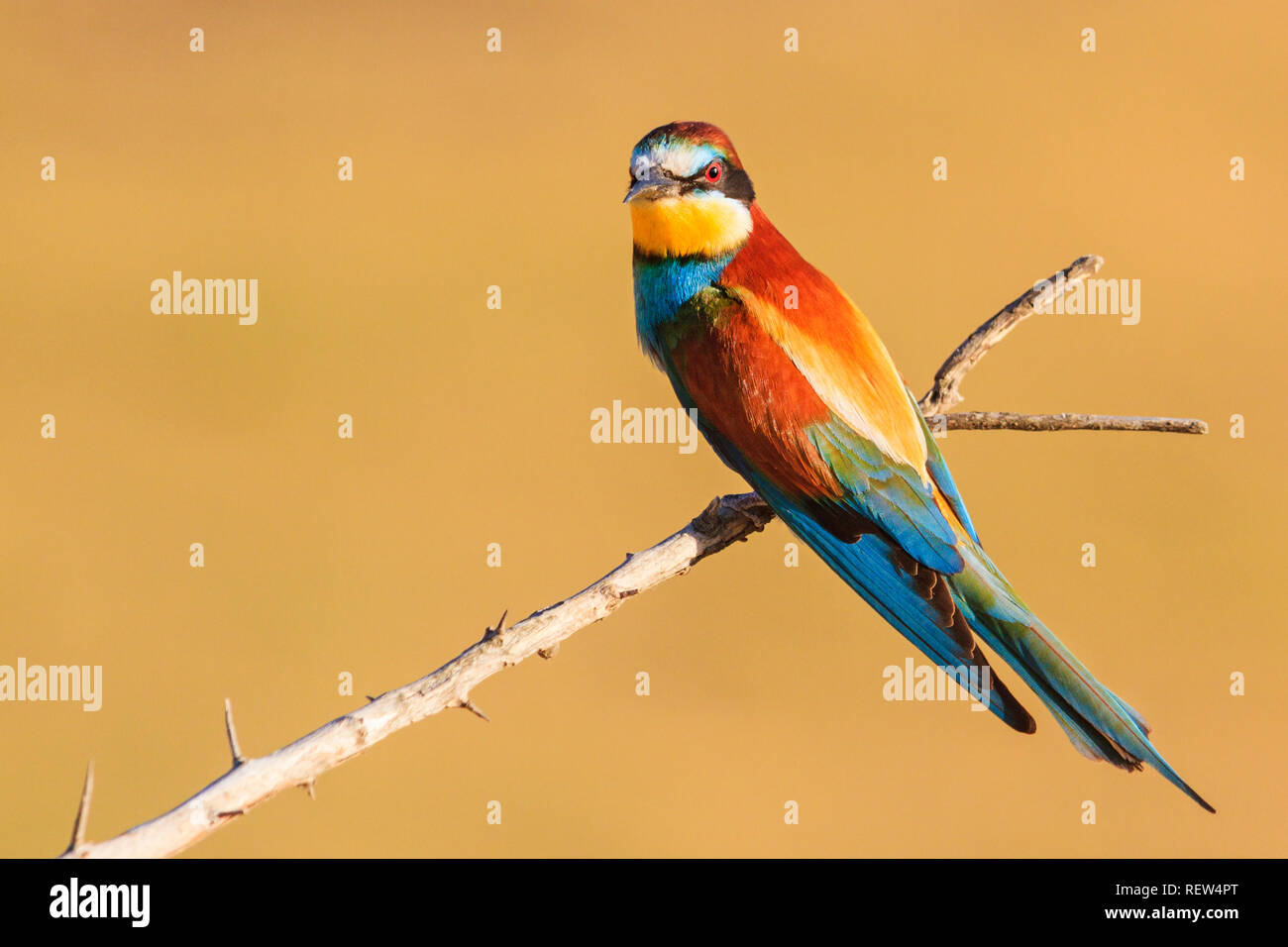 Bellissimo uccello colorato canta una canzone di primavera su un ramo spinoso Foto Stock